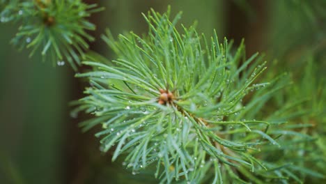 a close-up shot of the pine tree branch after the rain