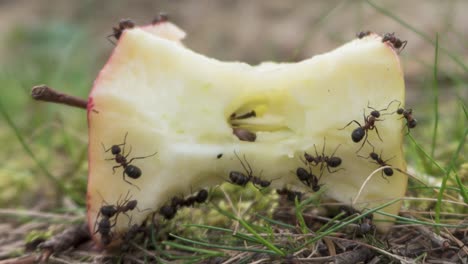 lapso de tiempo de la colonia de hormigas encontrando comida para el nido, trabajo en equipo de insectos, primer plano