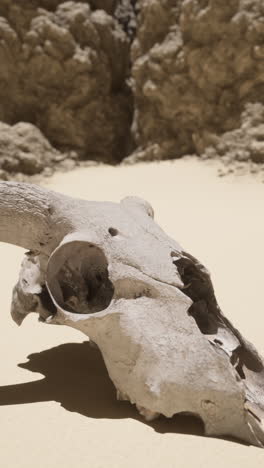 cow skull in the desert