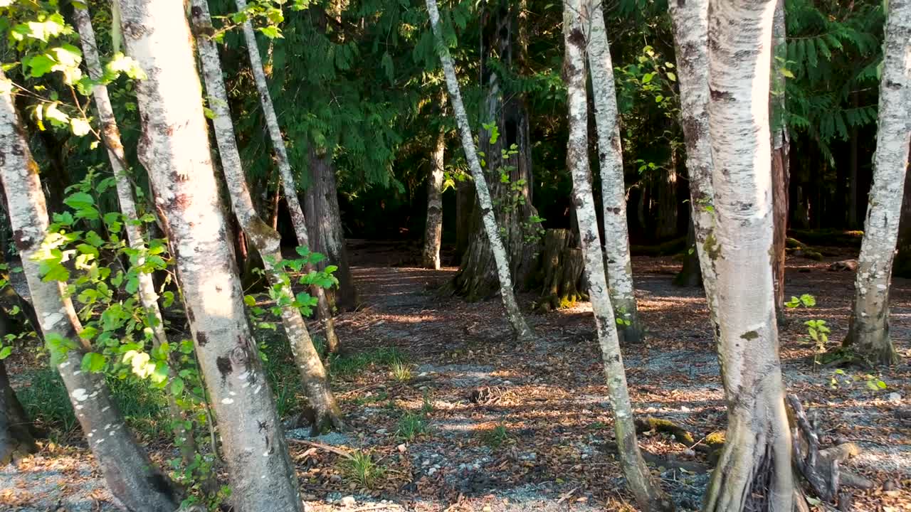moviéndose hacia atrás a través de un bosque lluvioso en bc canada
