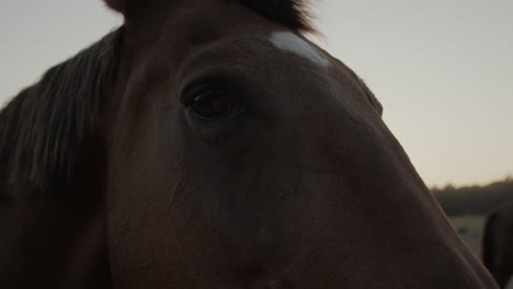 a dark horse in the paddock