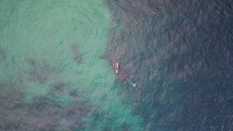 drone aerial sky pan shot of southern right whale swimming on reef coastline headland with calf in pacific ocean forresters beach nsw australia 4k