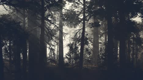 Schwarzer-Baumstamm-In-Einem-Dunklen-Kiefernwald