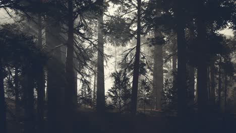 black tree trunk in a dark pine tree forest