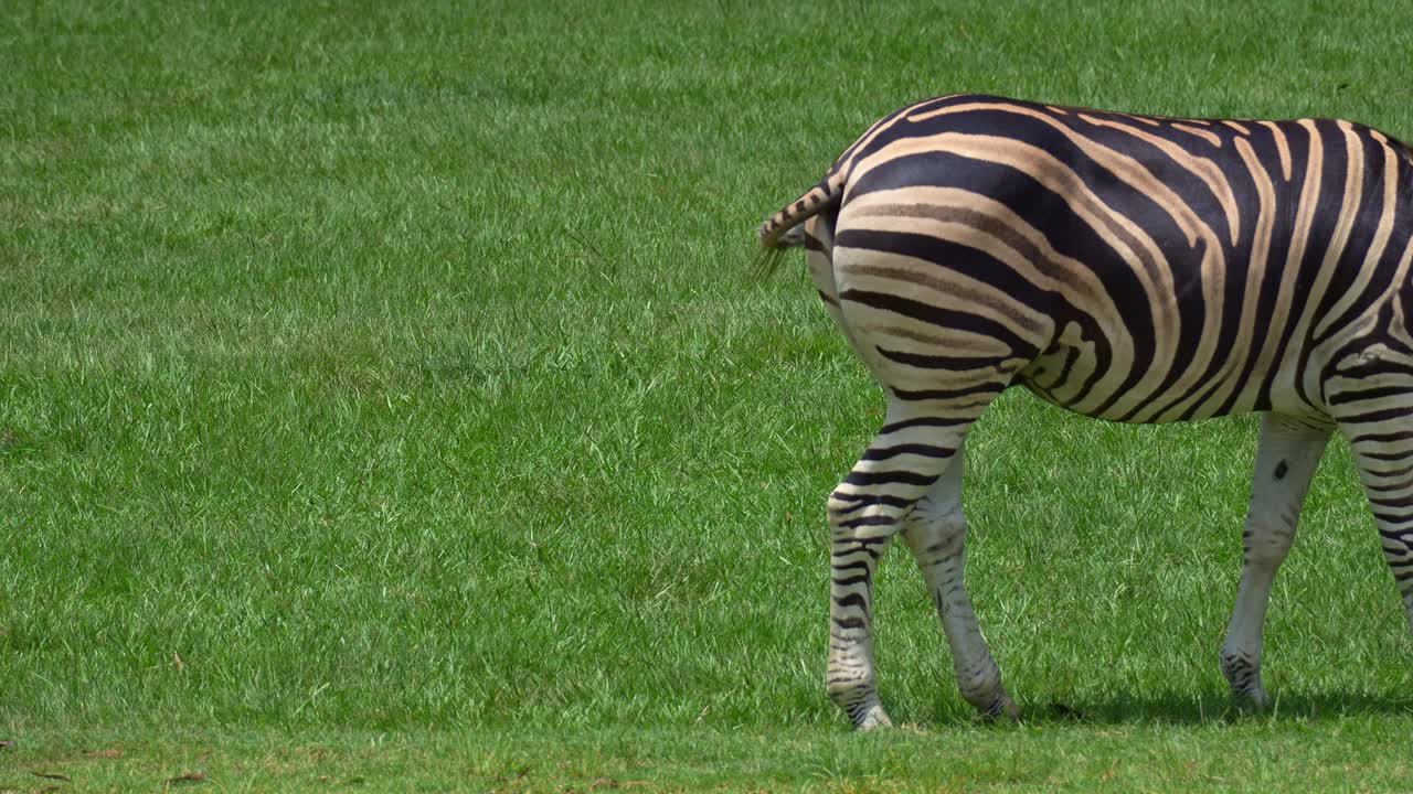 En zebra græsser på grønt græs, mens en giraf spankulerer forbi i forgrunden, nærbillede