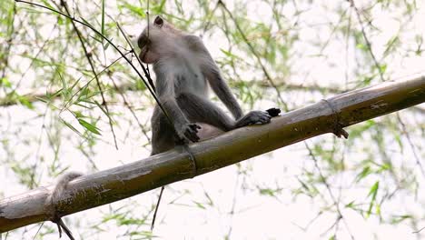 the long-tailed macaques are the easiest monkeys to find in thailand as they are present at temple complexes, national parks, and even villages and cities