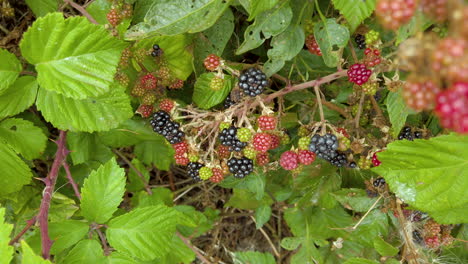 a clump of blackberries ripening on a prickly stem of a bramble bush