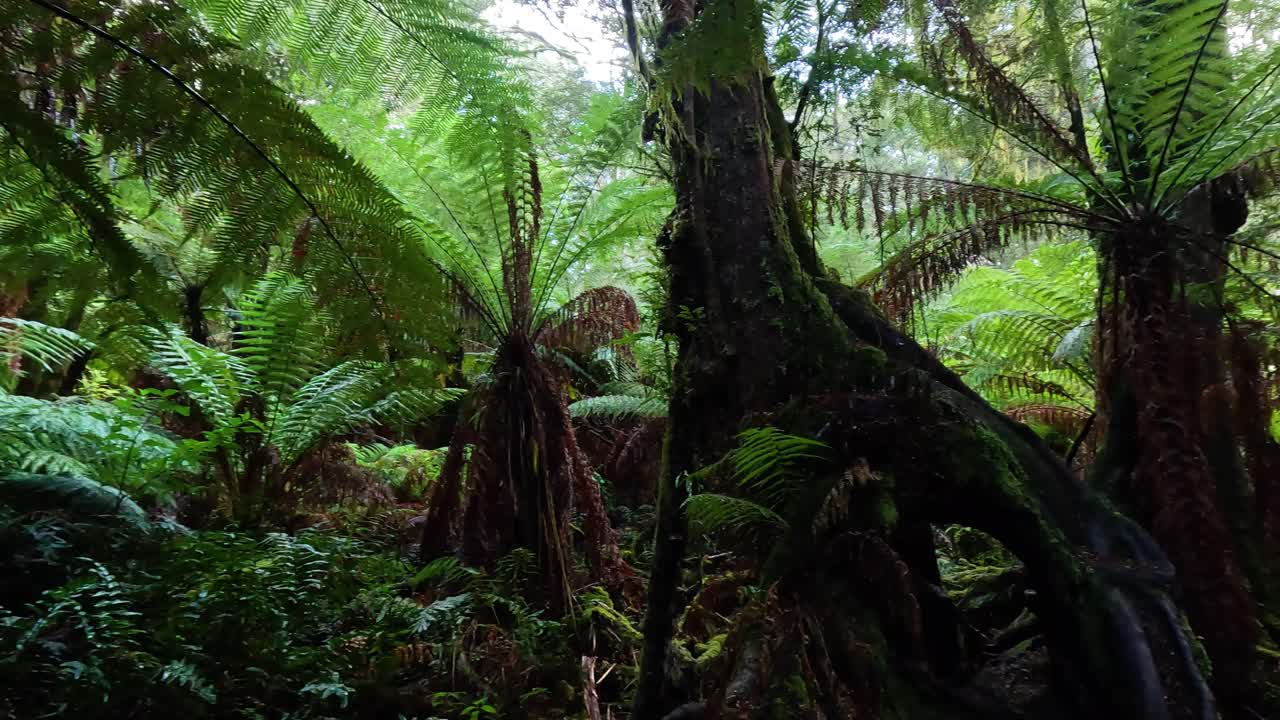 열대 우림 의 울창 한 초록색 과 높은 나무 들