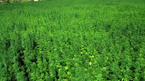 hemp plants in the plantation swaying with the wind