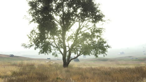 iconic oak tree casts a long shadow into a golden hill