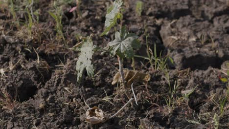 a handheld shot of castor bean plants on a recently tilled soil yet dry agricultural land with grass growing randomly around castor shrub, as the plant leaves sway in sunny afternoon breeze.
