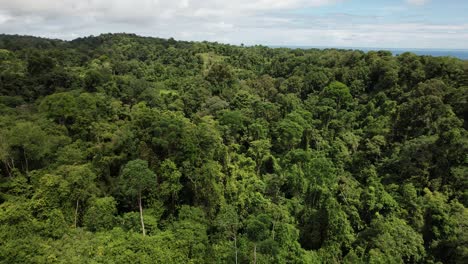 Vasta-Y-Exuberante-Selva-Tropical-En-Costa-Rica-Debajo-Del-Cielo-Nublado