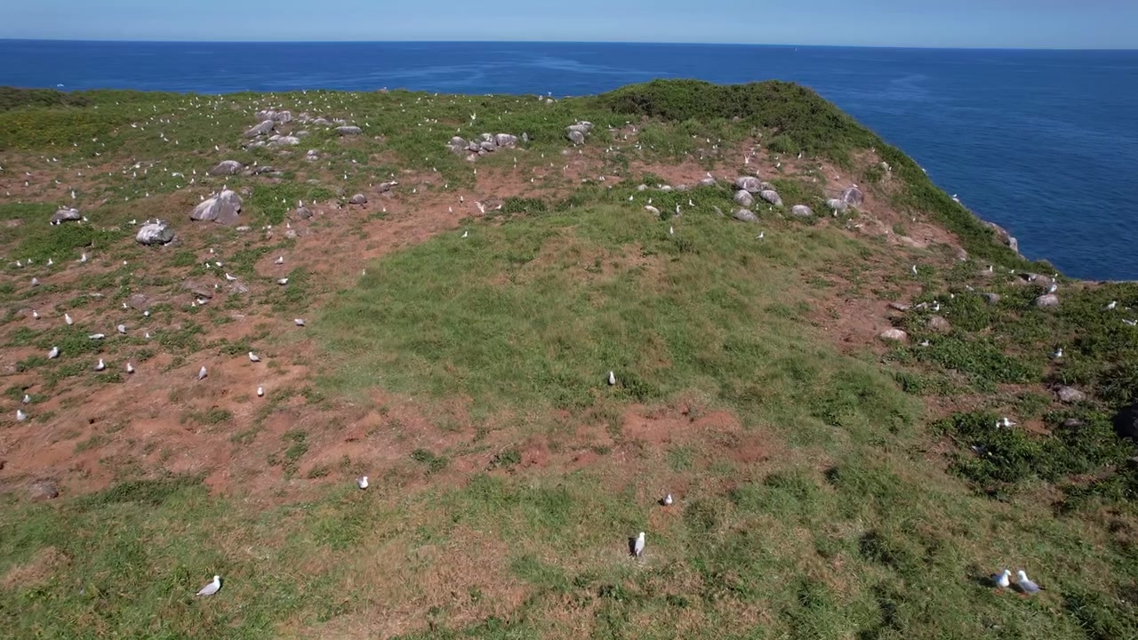 Gabbiani a Cook Island - Riserva Naturale di Cook Island nel NSW, Australia. - ripresa aerea.