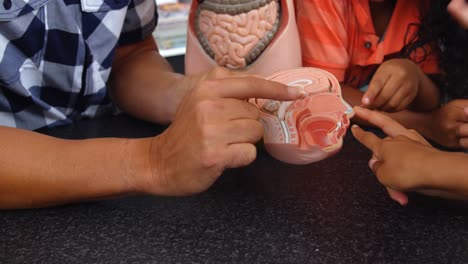 sección media del profesor masculino explicando el modelo del cerebro humano en el aula 4k