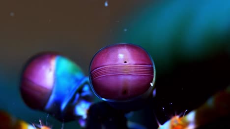 odontodactylus scyllarus pavo real mantis camarones ojos cerrar lembeh 4k 25fps