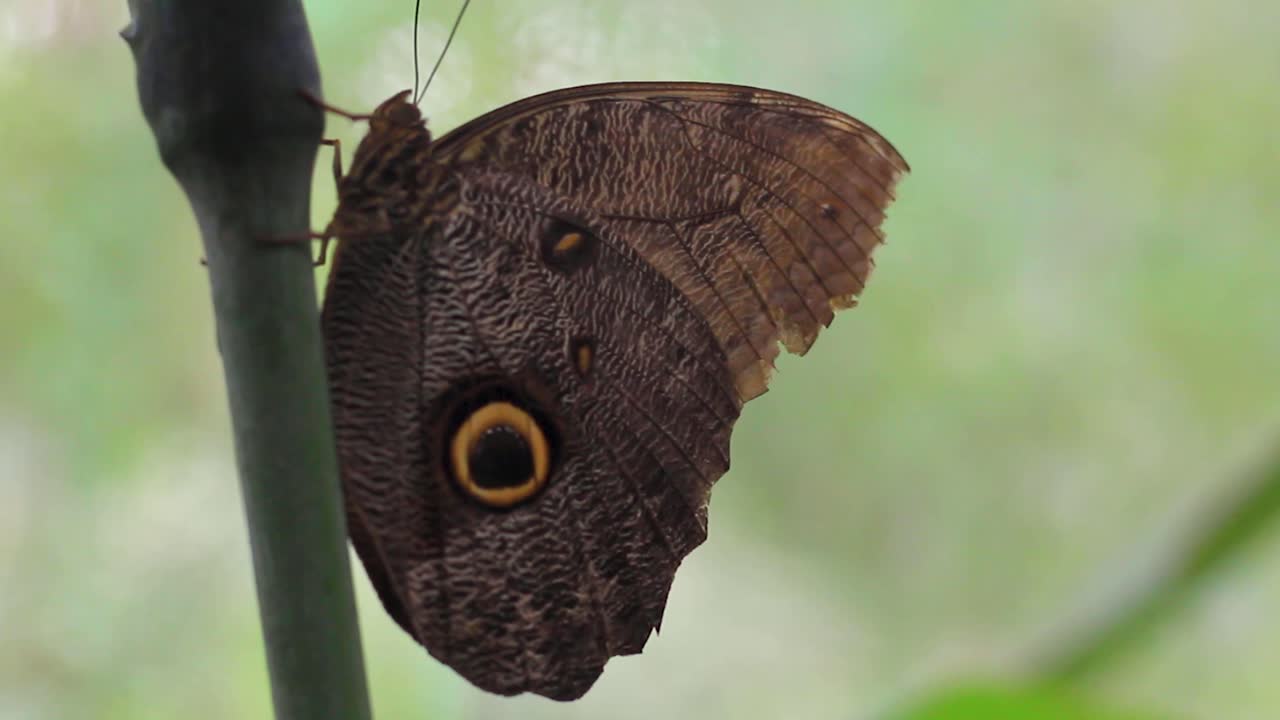 una bella farfalla nell'amazzonia