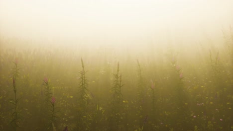 wild field flowers in deep fog