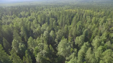 vista aérea de un bosque exuberante
