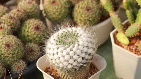 close-up of a mammillaria cactus in a pot