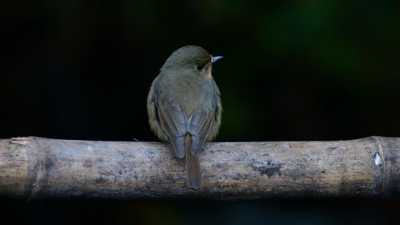 papamoscas azul de la colina posado en un bambú, cyornis whitei