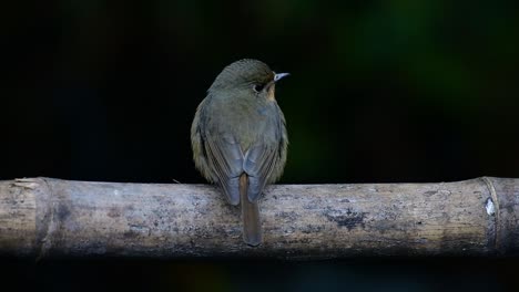 Papamoscas-Azul-De-La-Colina-Posado-En-Un-Bambú,-Cyornis-Whitei