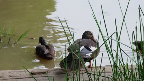 Ein-Individuum,-Das-Auf-Einem-Baumstamm-Ruht,-Während-Sich-Zwei-Enten-Im-Wasser-Bewegen,-Weißflügelente-Asarcornis-Scutulata,-Thailand