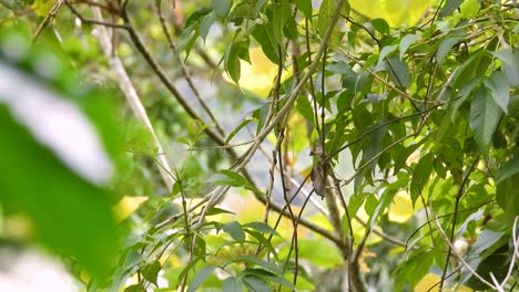 colorido pájaro kiskadee menor posado en una pequeña rama en el denso bosque antes de volar