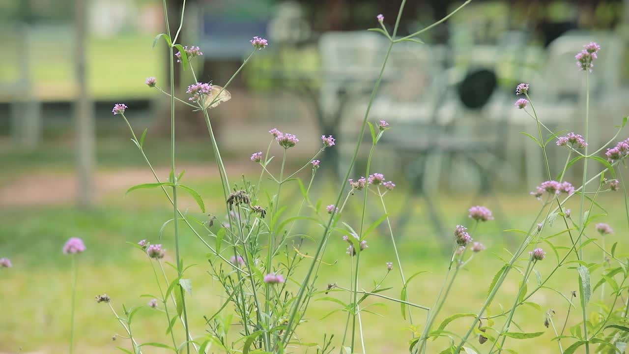 mariposa blanca alimentándose del néctar de una flor púrpura