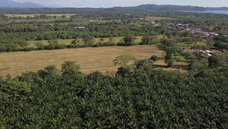 paisaje montañoso tropical que rodea las plantaciones de aceite de palma cerca de quepos, costa rica