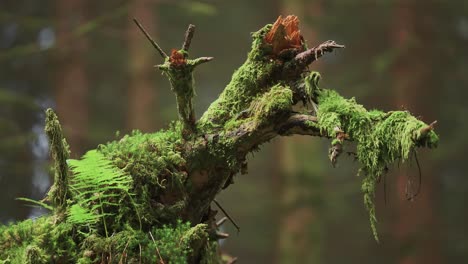 Old-decaying-branches-of-the-fallen-tree-covered-with-moss-and-fern-in-the-enchanted-forest