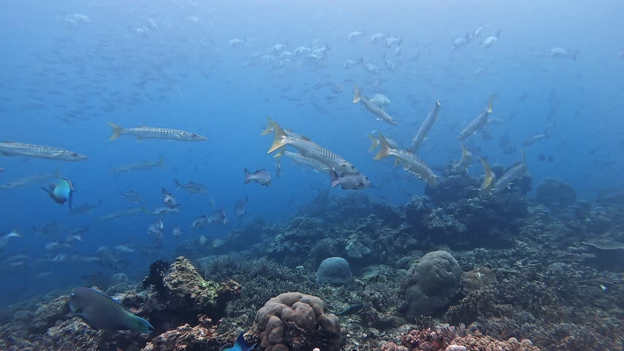 바라쿠다 와 산호초 위 에 수영 하는 다른 열대 물고기 들 의 풍부 함