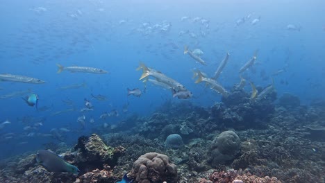 barracudas and abundance of other tropical fish swimming above a coral reef