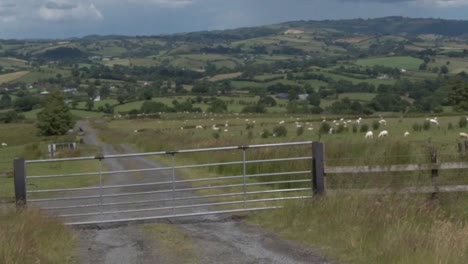 Hochland-Ackerland-Mit-Grasenden-Schafen.-Sommer.-Powys.-Wales