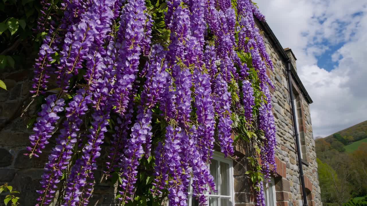Hanging wisteria flowers decorating a stone cottage wall in spring, creating a picturesque scene of rural charm and tranquility with a green hill in the background