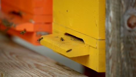 Closeup-of-bees-flying-in-and-out-of-a-bee-hive-in-4k-in-slow-motion-5