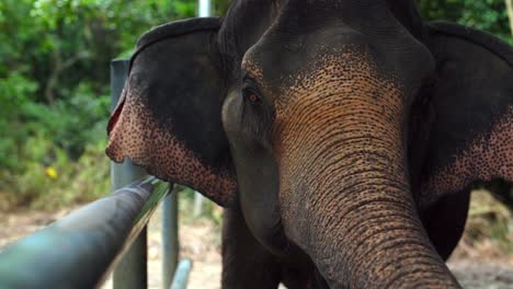A-close-up-shot-of-an-elephant-extending-his-trunk-towards-the-camera
