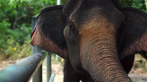 un primer plano de un elefante extendiendo su trompa hacia la cámara