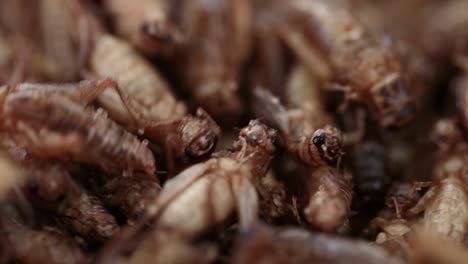 close up footage of spiced roasted crickets, the sustainable food, food for the future