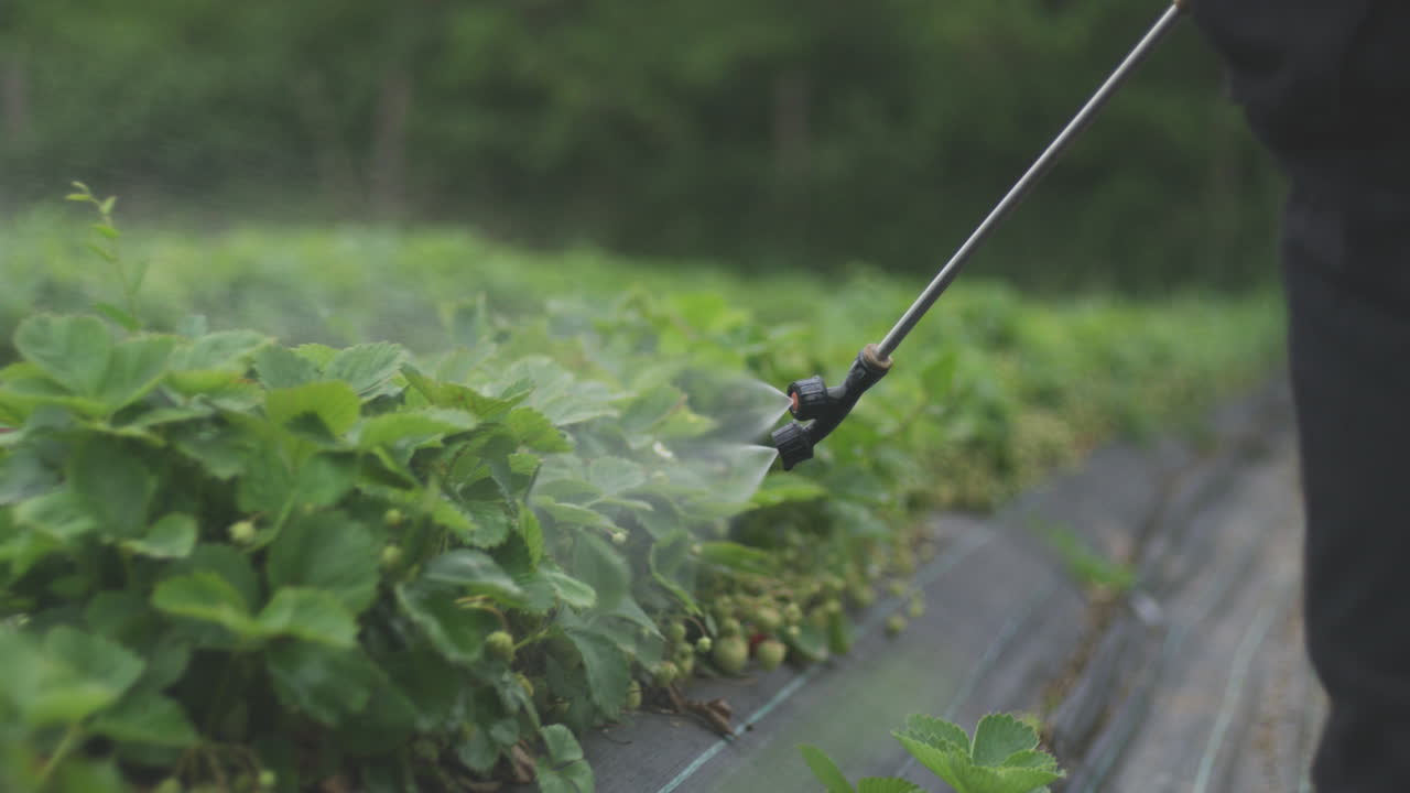 Spraying Strawberries