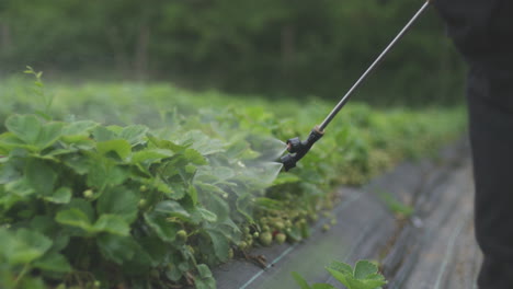 spraying strawberries