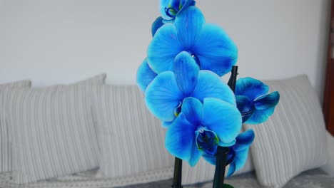 flor de orquídea azul, de color profundo y claro