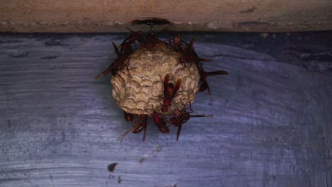 Una-Colonia-De-Avispas-Están-En-Su-Nido