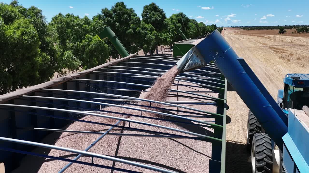 explorar la maquinaria de vanguardia y la precisión en acción durante una operación de cosecha de lupino a gran escala