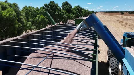 explore the cutting-edge machinery and precision in action during a large-scale lupin harvesting operation