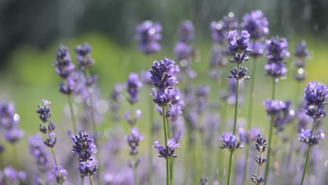 campo de lavanda en flor