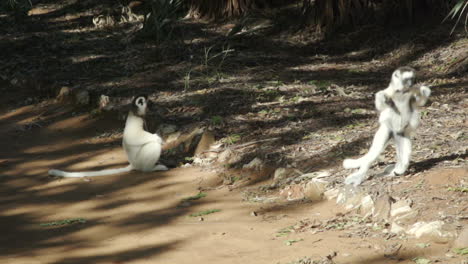 dos sifakas de verreaux descansando en el suelo