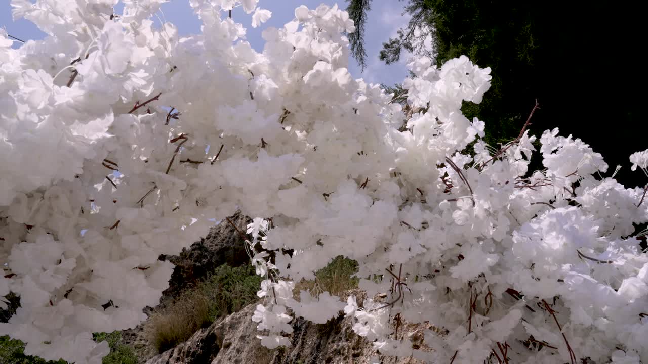 Stunning white bougainvillea flowers stand out against a clear blue sky in a peaceful outdoor area. This picturesque moment captures the beauty of nature during a sunny day