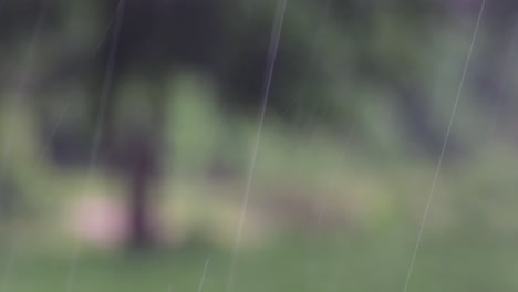 rain comes in the jungle anytime and one must enjoy the most out of it