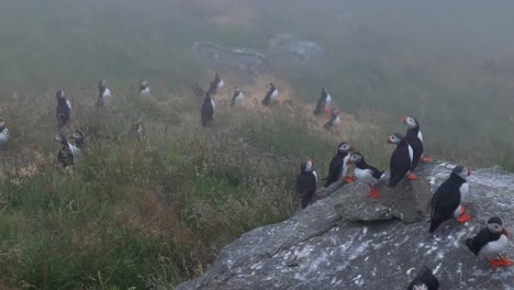 atlantic puffin (fratercula arctica), on the rock on the island of runde (norway).