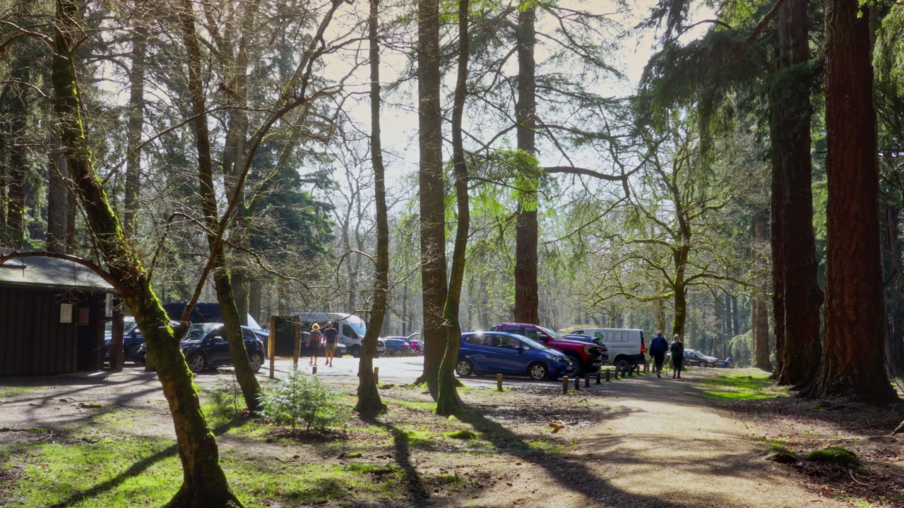 The New Forest National Park in southern England is an ancient landscape of heathland, forest, and coastline. Established by William the Conqueror in 1079 as a royal hunting ground.